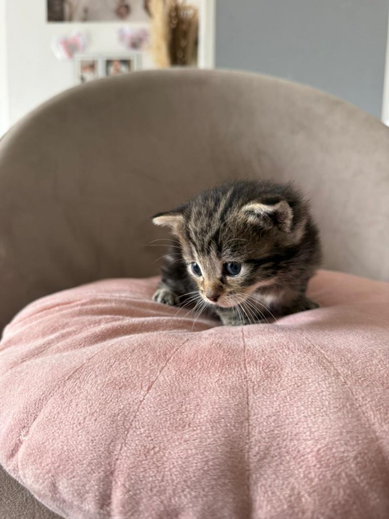 KITTENS, Dieren en Toebehoren, Katten en Kittens | Overige Katten, Meerdere dieren