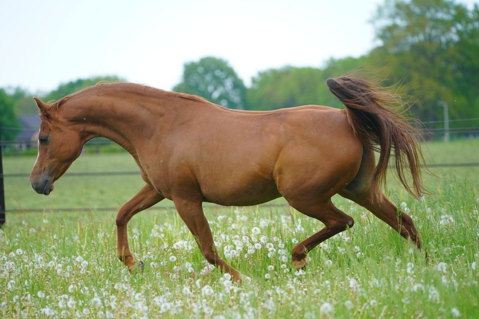 Prachtige en lieve Arabisch Volbloed Merrie, Dieren en Toebehoren, Merrie, Recreatiepaard, Met stamboom