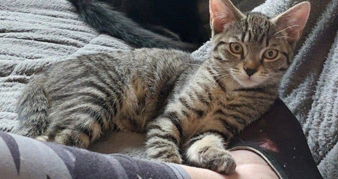 poesje en katertje