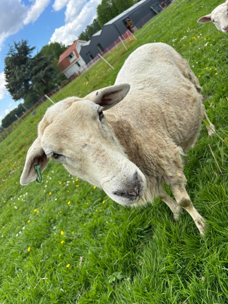 ooi Nolana schaap schapen, Dieren en Toebehoren, Schapen, Geiten en Varkens, Vrouwelijk, Schaap
