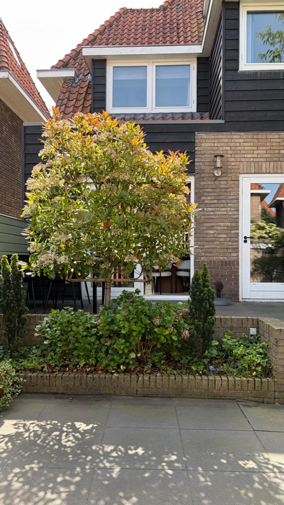 Mooie boom te koop voor uw tuin - Photinia, Tuin en Terras, Planten | Bomen, Lente, 250 tot 400 cm, Volle zon, In pot