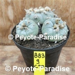 Oude unieke Peyote Cactussen ! Lophophora williamsii., Verzenden, Minder dan 100 cm, Bloeiende kamerplant, Volle zon