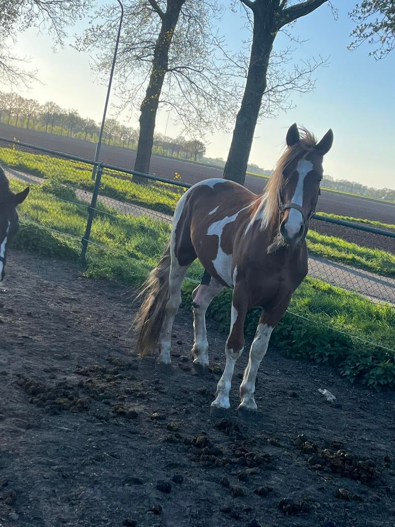 Ter dekking aangeboden, Hengst