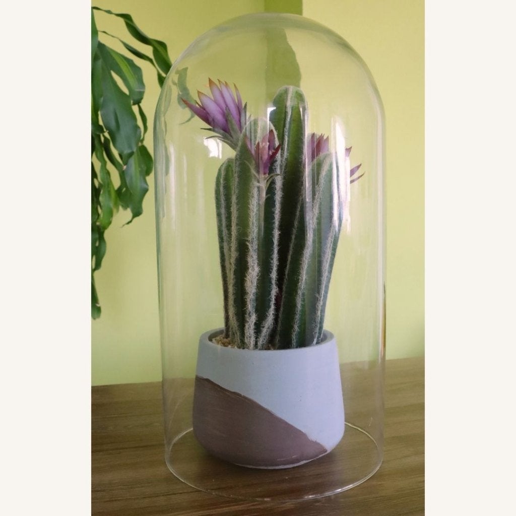 Cactus + vitrine (kunstplant), Ophalen, Groen, 45 cm, Kunstplant