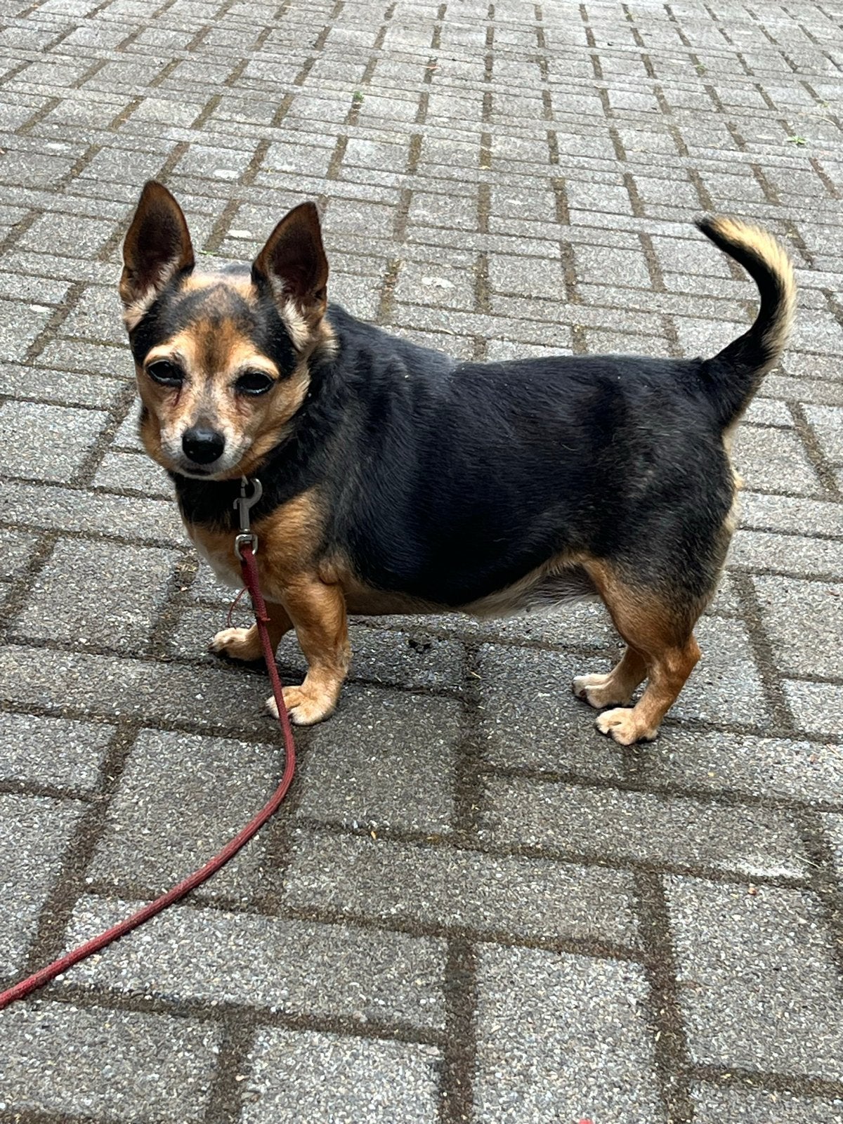 Op zoek naar een lief baasje, 6 jaar of ouder, Teef, Parvo, Eén hond