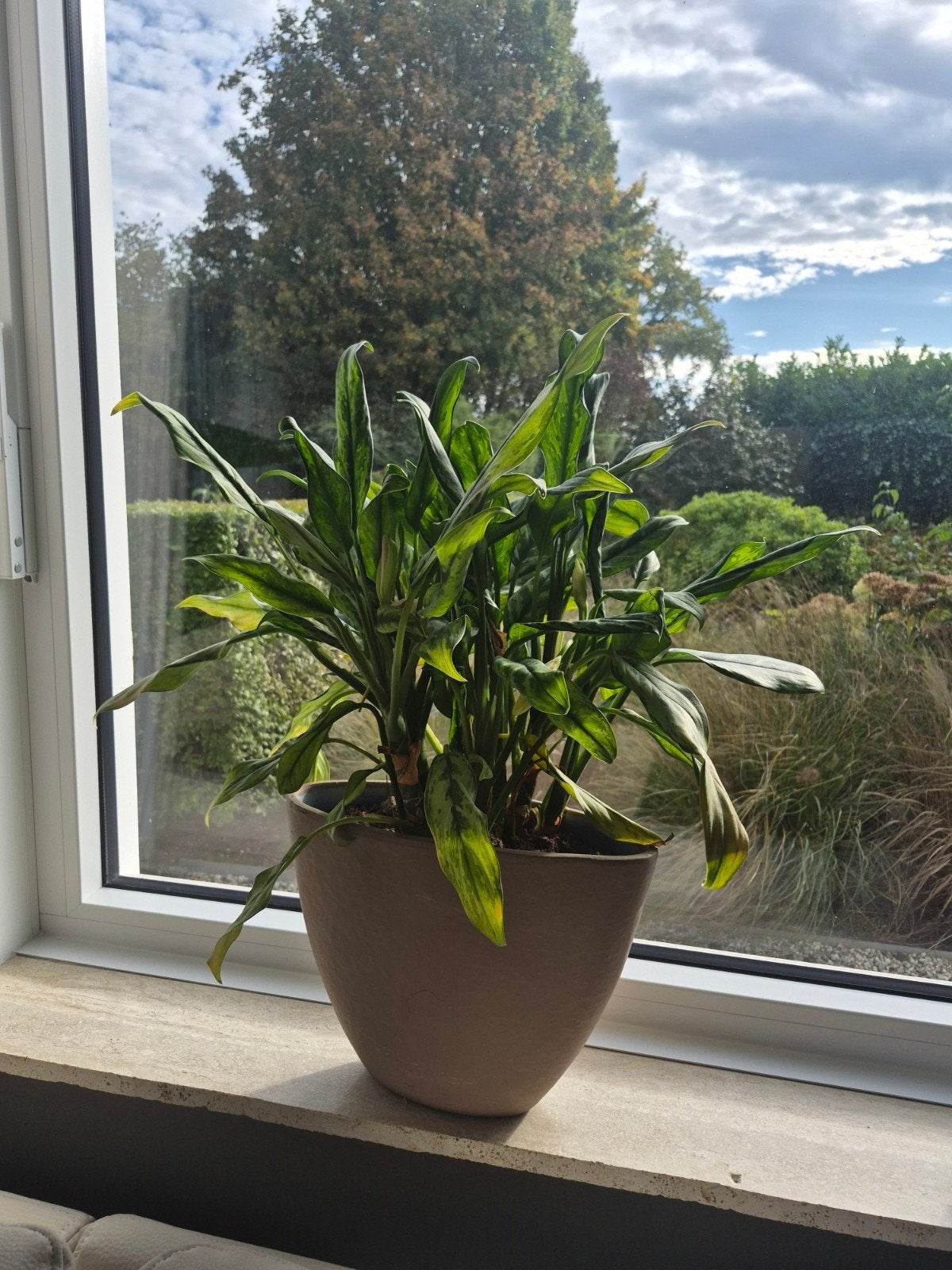 Kamerplant met pot, Ophalen, Halfschaduw, Minder dan 100 cm