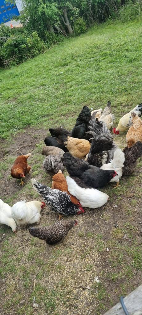 Haan met 3 hennen, Meerdere dieren, Kip