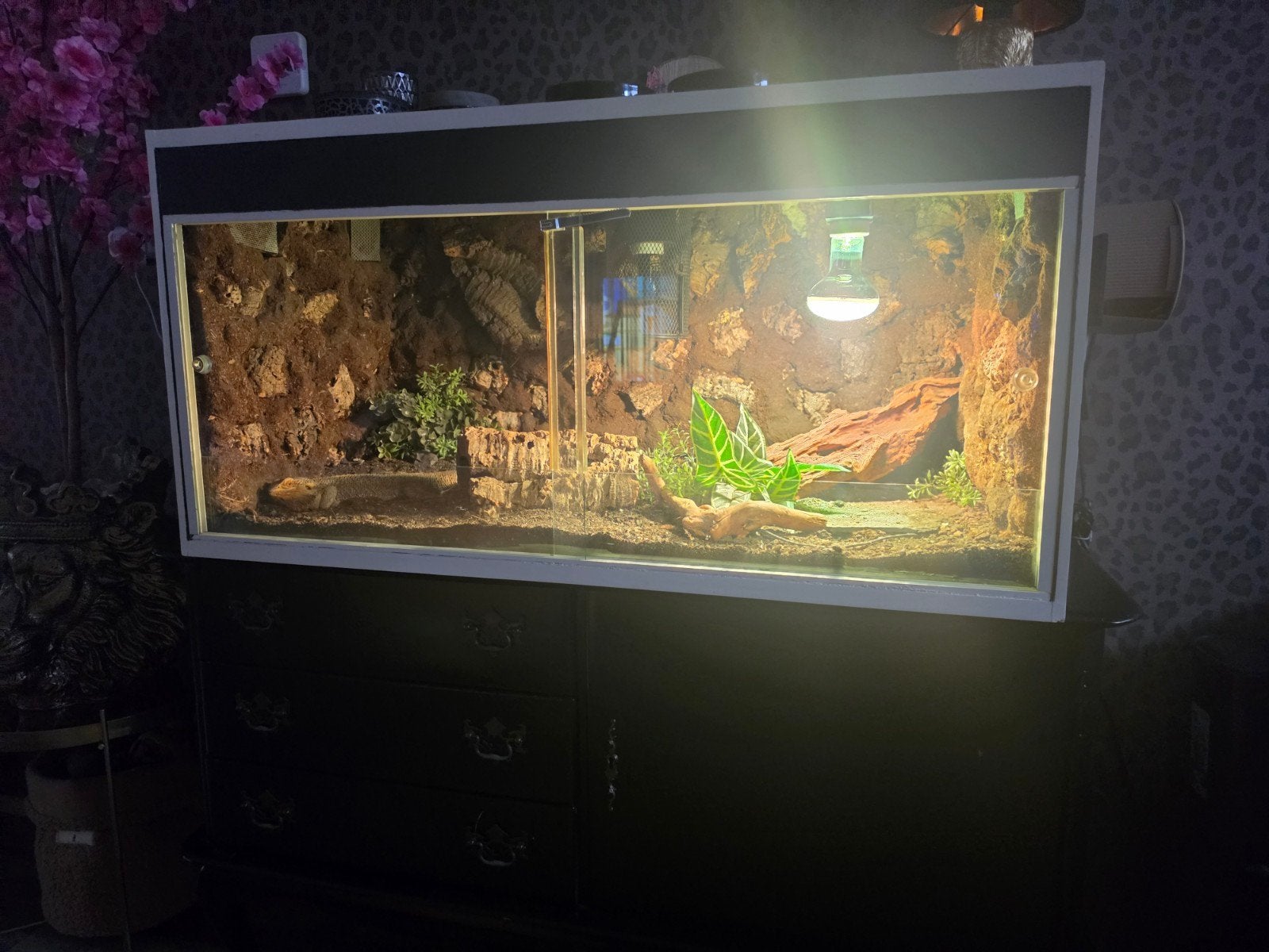 Lieve tamme Baardagaam, ongeveer 3 jaar oud., Dieren en Toebehoren, Reptielen en Amfibieën, Overige soorten, Met terrarium, 3 tot 6 jaar