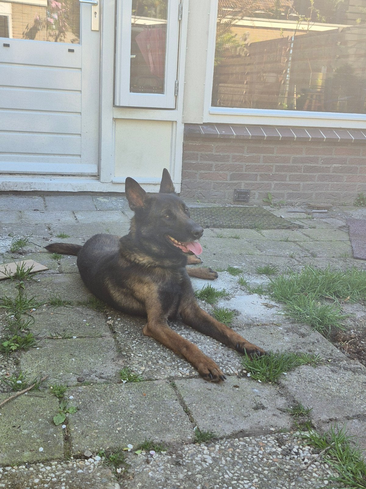 Nieuw huis gezocht voor 1 persoon, Dieren en Toebehoren, Honden | Herdershonden en Veedrijvers, Reu, Eén hond, 3 tot 5 jaar, Herder
