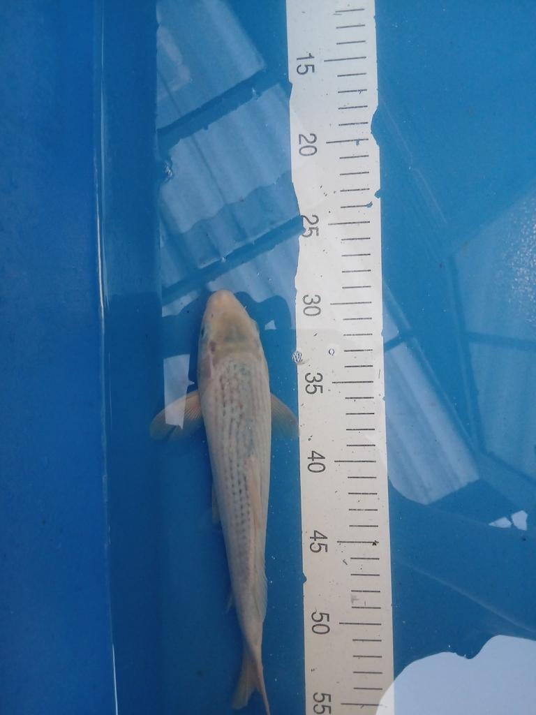 Euro koi asagi 25 cm, Dieren en Toebehoren, Vissen | Vijvervissen, Karper of Koi