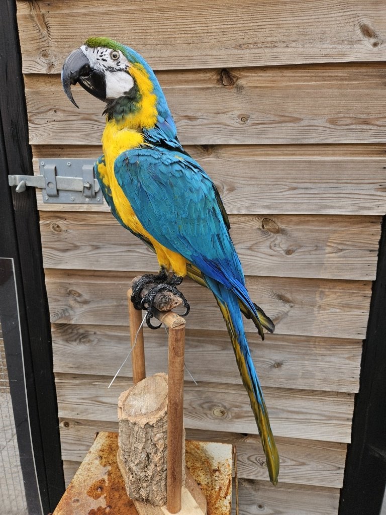 opgezette blauw gele ara van nette kwaliteit, Verzamelen, Dierenverzamelingen, Ophalen of Verzenden, Nieuw, Vogel, Opgezet dier