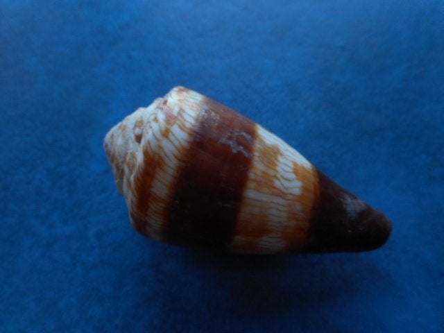 Schelpen: Conus miles L. f++g 53,5mm m/o, Verzenden, Schelp(en)