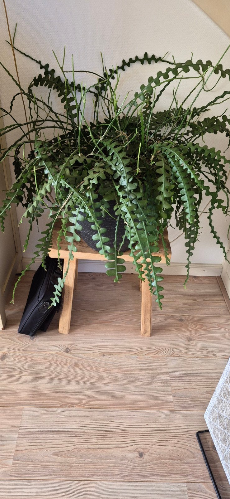 Grote Rhipsalis Cassutha (Koraalcactus) in pot, Minder dan 100 cm, Groene kamerplant, Halfschaduw, Ophalen of Verzenden
