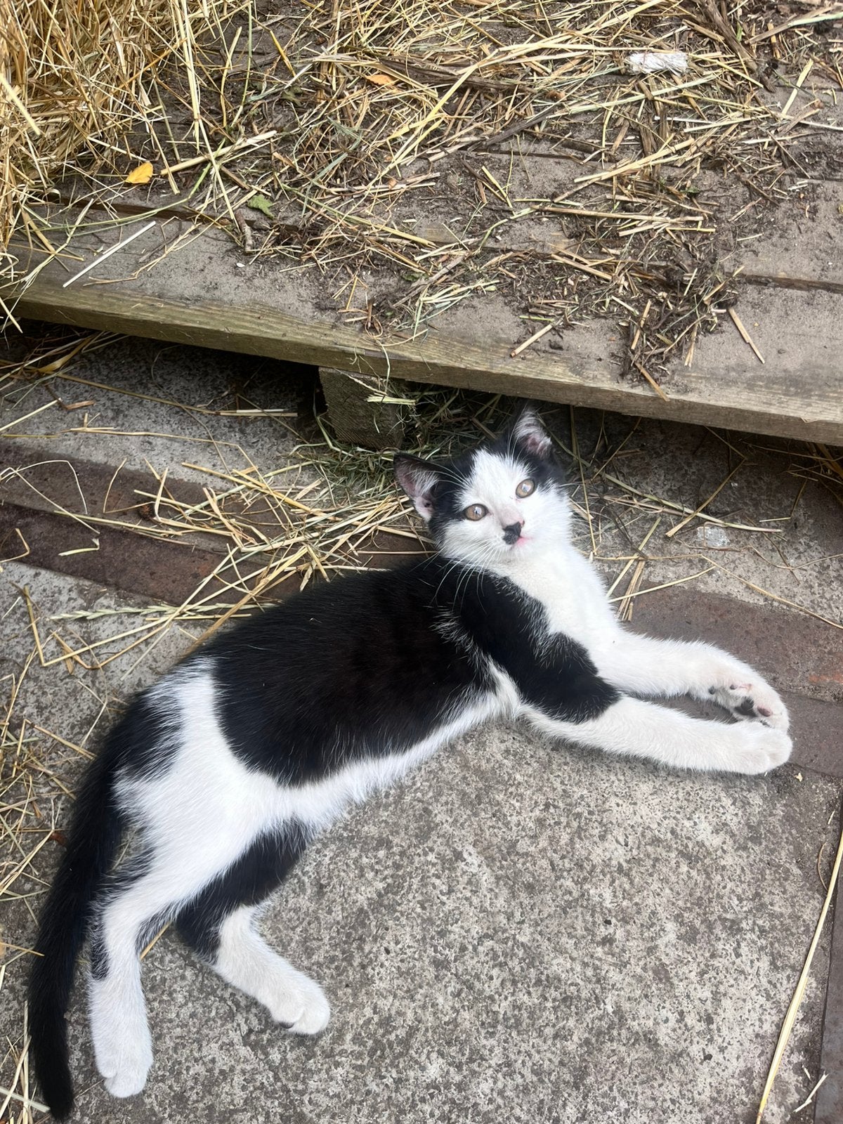 lieve kitten zoekt baasje, Poes