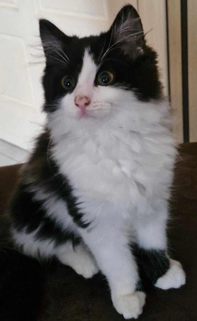 100% Noorse Boskat katertje te koop, Kater, Ontwormd, 0 tot 2 jaar