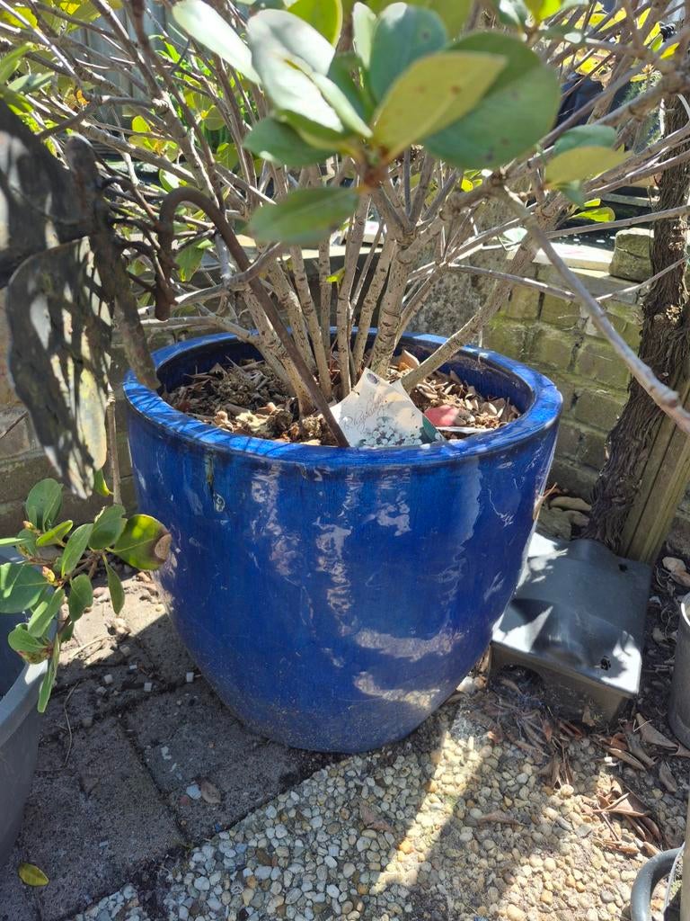 Winterharde keramische pot met Japanse mispel (45cm), Tuin en Terras, Ophalen
