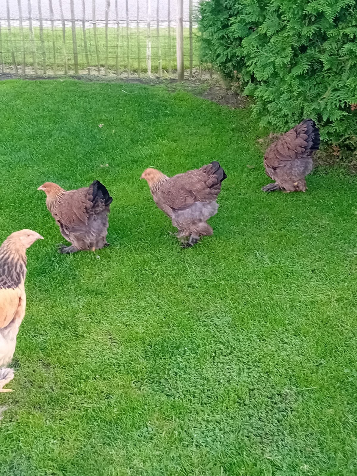 Brahma.s, Meerdere dieren, Kip