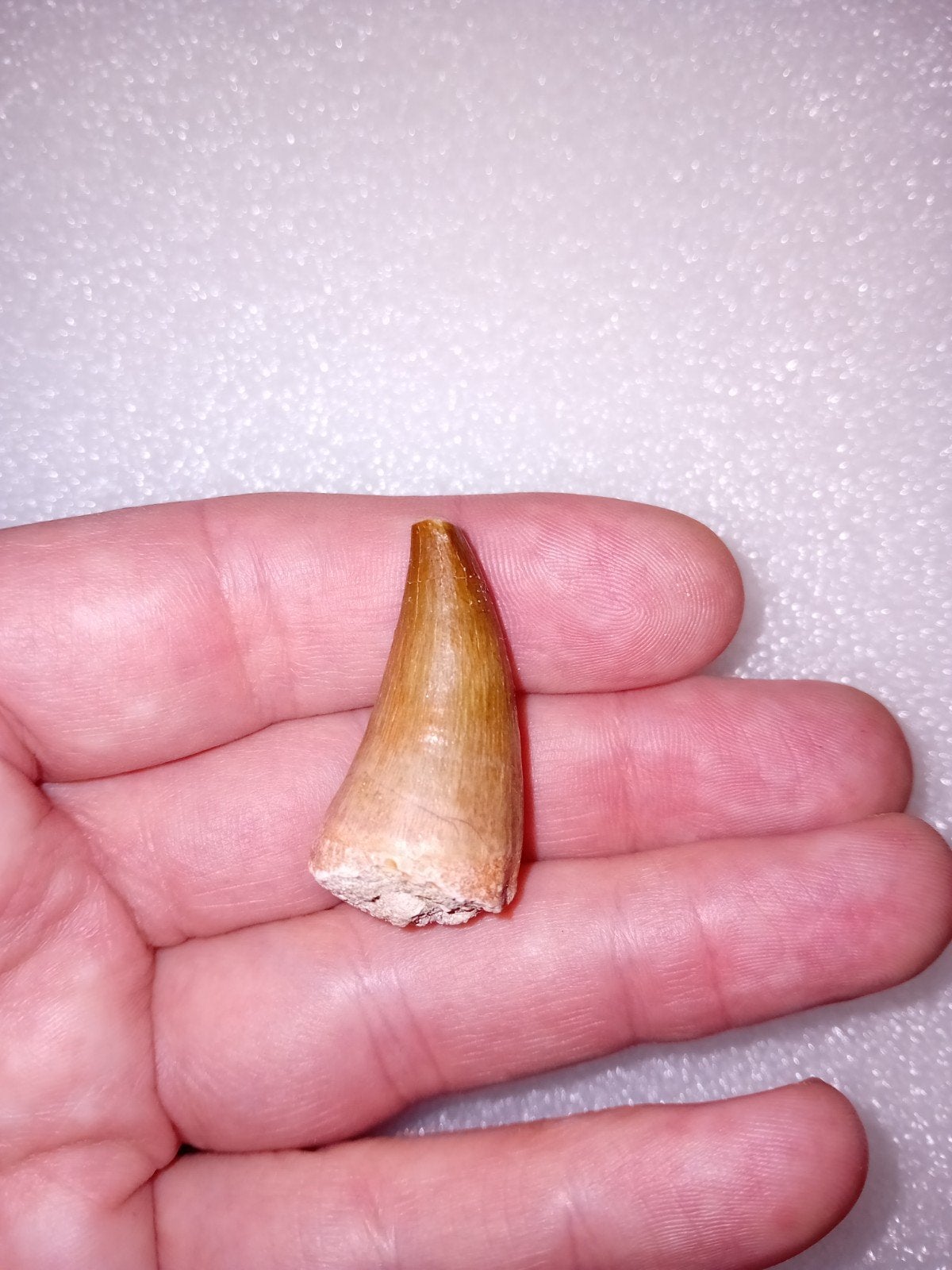 Mosasaurus tand, Verzamelen, Mineralen en Fossielen, Ophalen of Verzenden, Fossiel