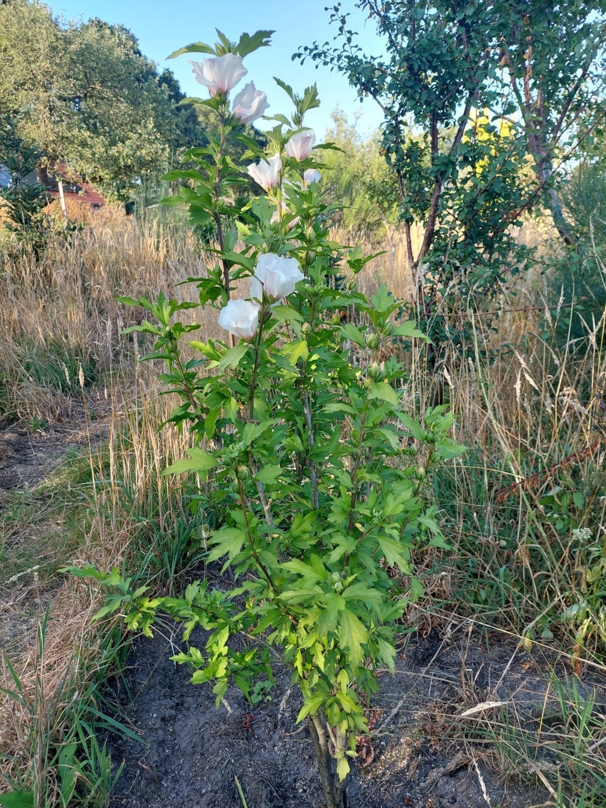 Hibiscus struik met prachtige witte bloemen, Ophalen, Overige soorten, Halfschaduw