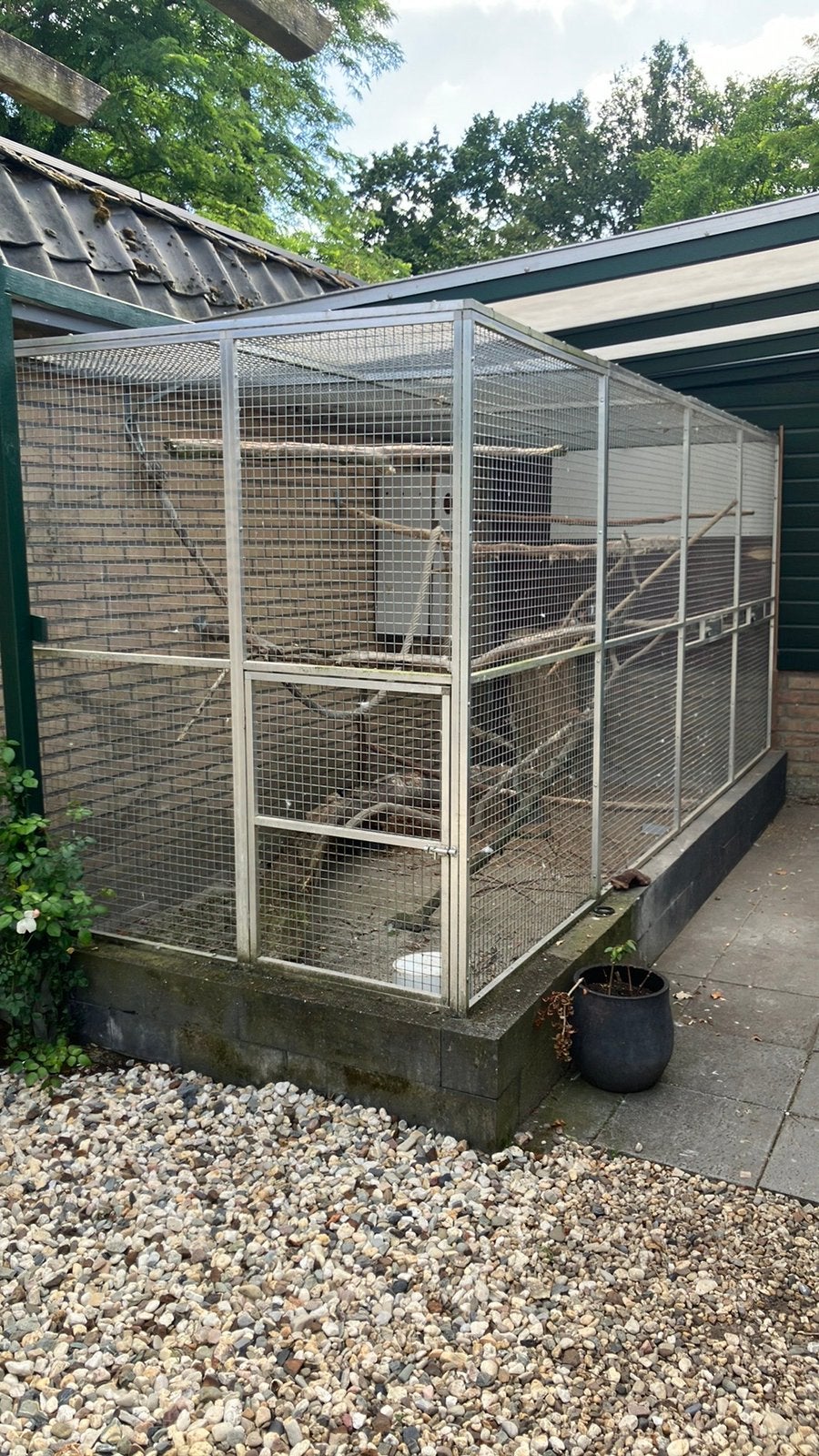 Rose kakatoes , vlucht mag ook weg, Meerdere dieren, Parkiet