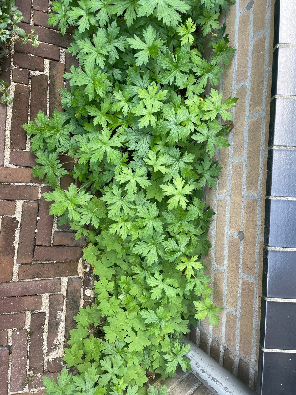 Bodembedekker: Geranium 'Macrorrhizum' (Ooievaarsbek), Tuin en Terras, Ophalen, Bodembedekkers, Vaste plant, Halfschaduw