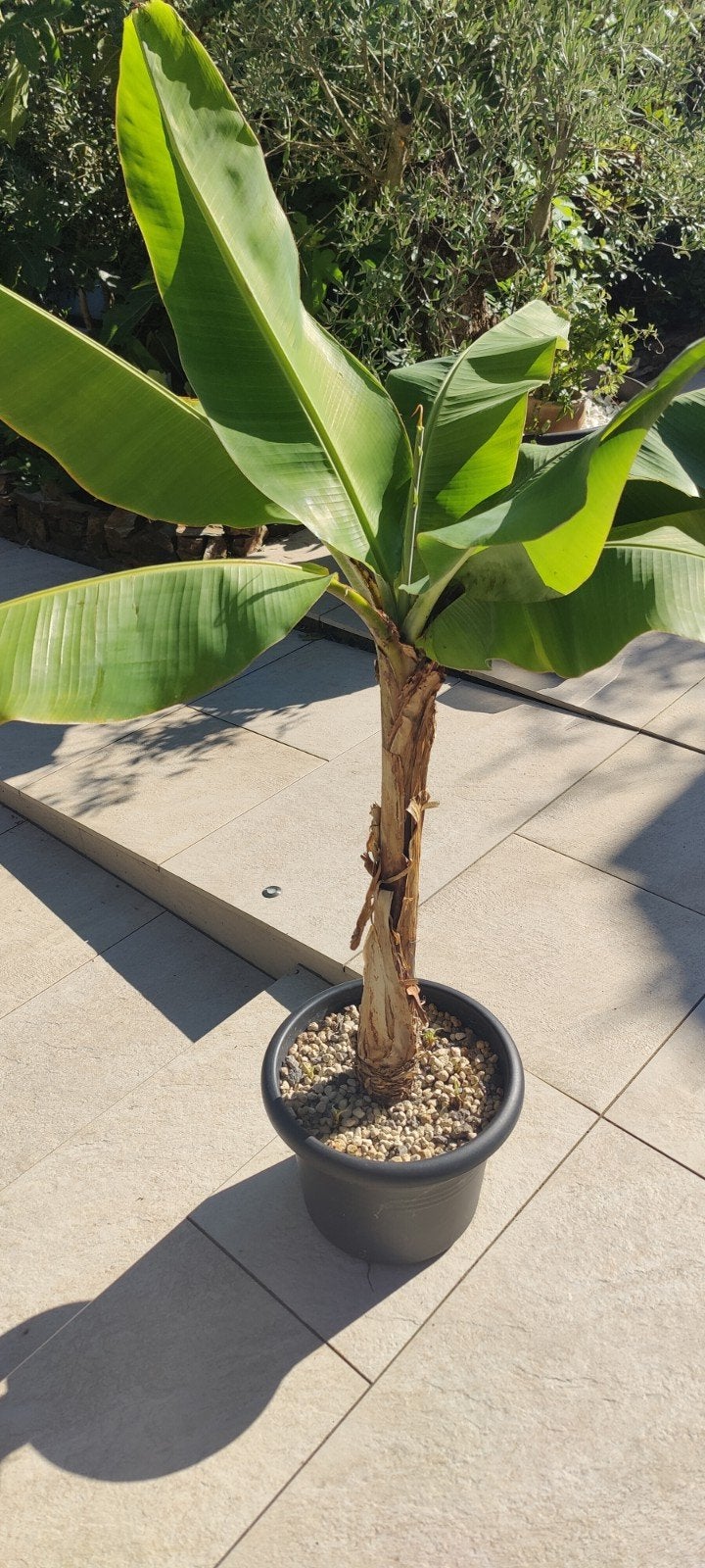 Musa (bananenplant), Tuin en Terras, Ophalen, Zomer, Overige soorten, Volle zon