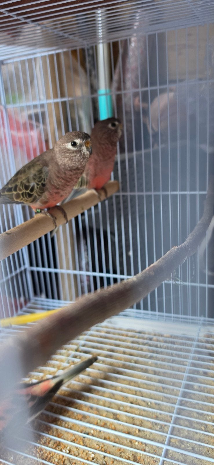bourke parkieten, Meerdere dieren, Parkiet