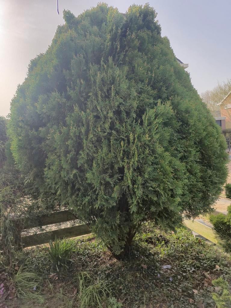 Levensboom (Thuja) - Wintergroene Conifeer, Overige soorten, Volle zon, Vaste plant, Ophalen of Verzenden