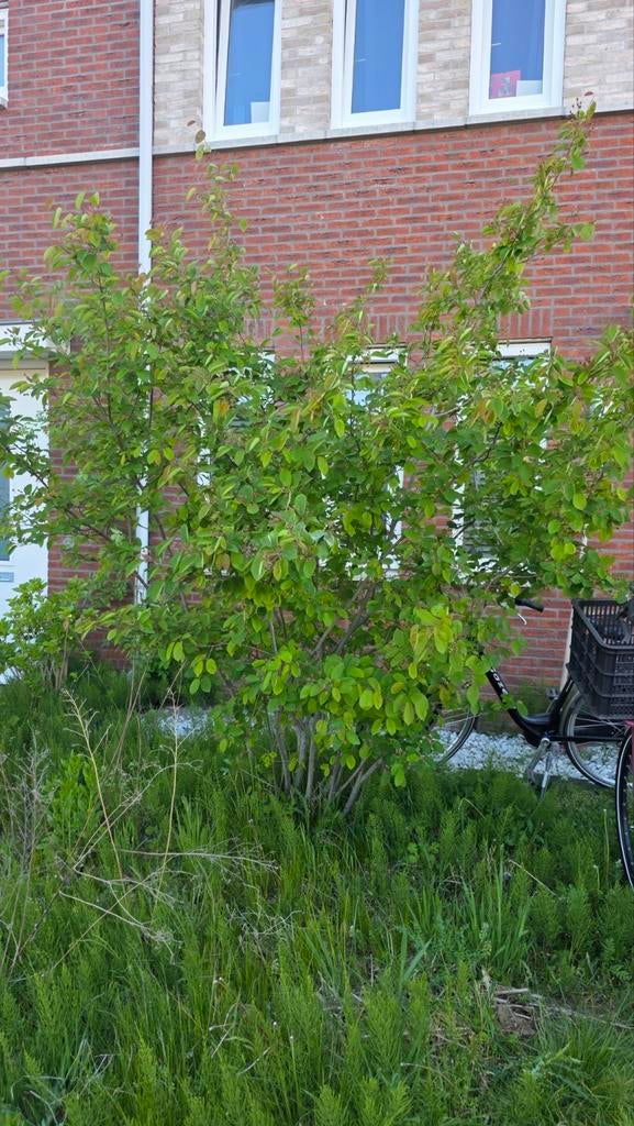 Amelanchier (Krentenboom) - Sierlijke struik, Vaste plant, Halfschaduw, Lente, Ophalen