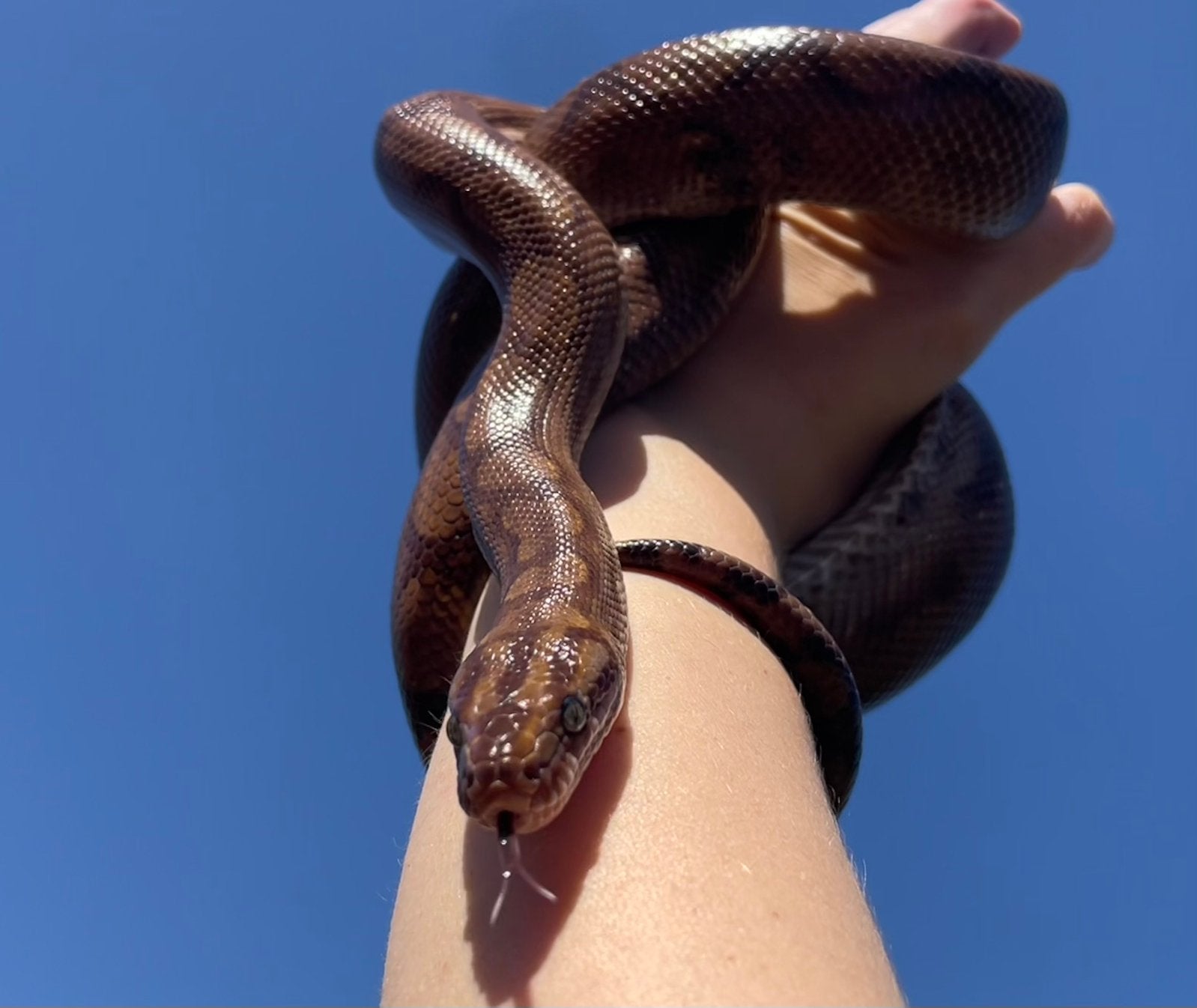 Epicrates cenchria cenchria 🐍 + compleet terrarium, Slang, Met terrarium, 7 tot 10 jaar