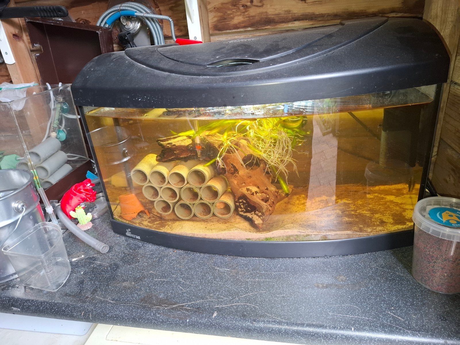 Te koop 60cm aquarium met 2 koppels ancitrus en 10 guppen, Dieren en Toebehoren, Ophalen of Verzenden