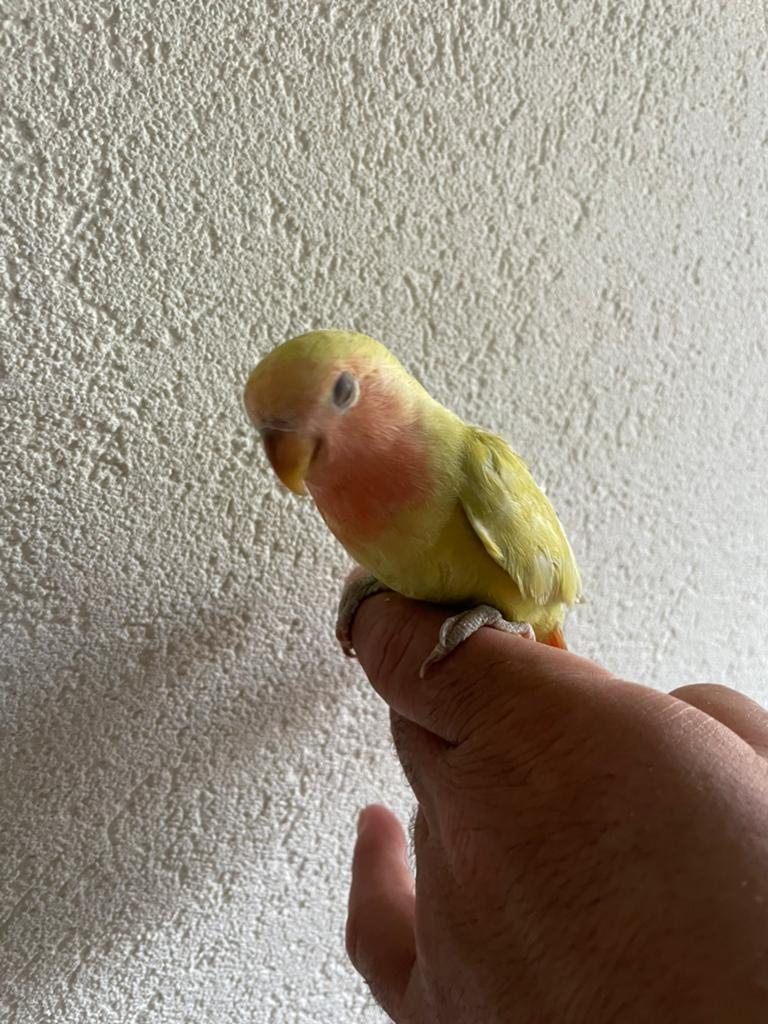 Prachtige Lieve Hand Tamme Agapornis Dwergpapegaai Lovebird, Meerdere dieren, Papegaai, Geringd