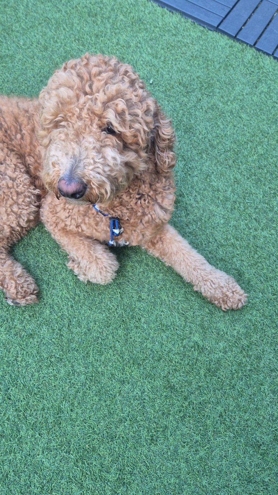 Labradoodle herplaatsing, 1 tot 2 jaar, Eén hond, Nederland, Particulier