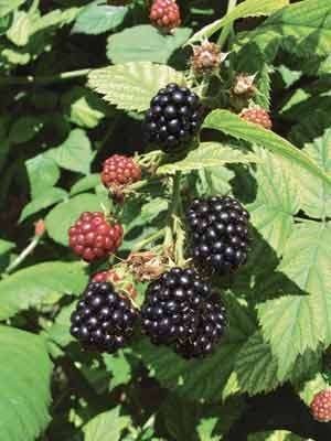 Rubus fruticosus, Gewone braam, paardvriendelijk, Tuin en Terras, Ophalen of Verzenden, Overige soorten, Struik, Minder dan 100 cm