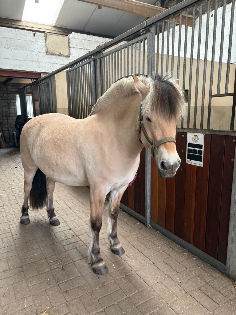 Lieve fjordenmerrie zoekt 5 sterren huisje, Merrie, 3 tot 6 jaar, Recreatiepony, D pony (1.37m tot 1.48m)