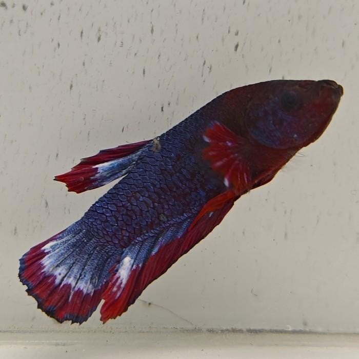 betta splendens man 07, Vis