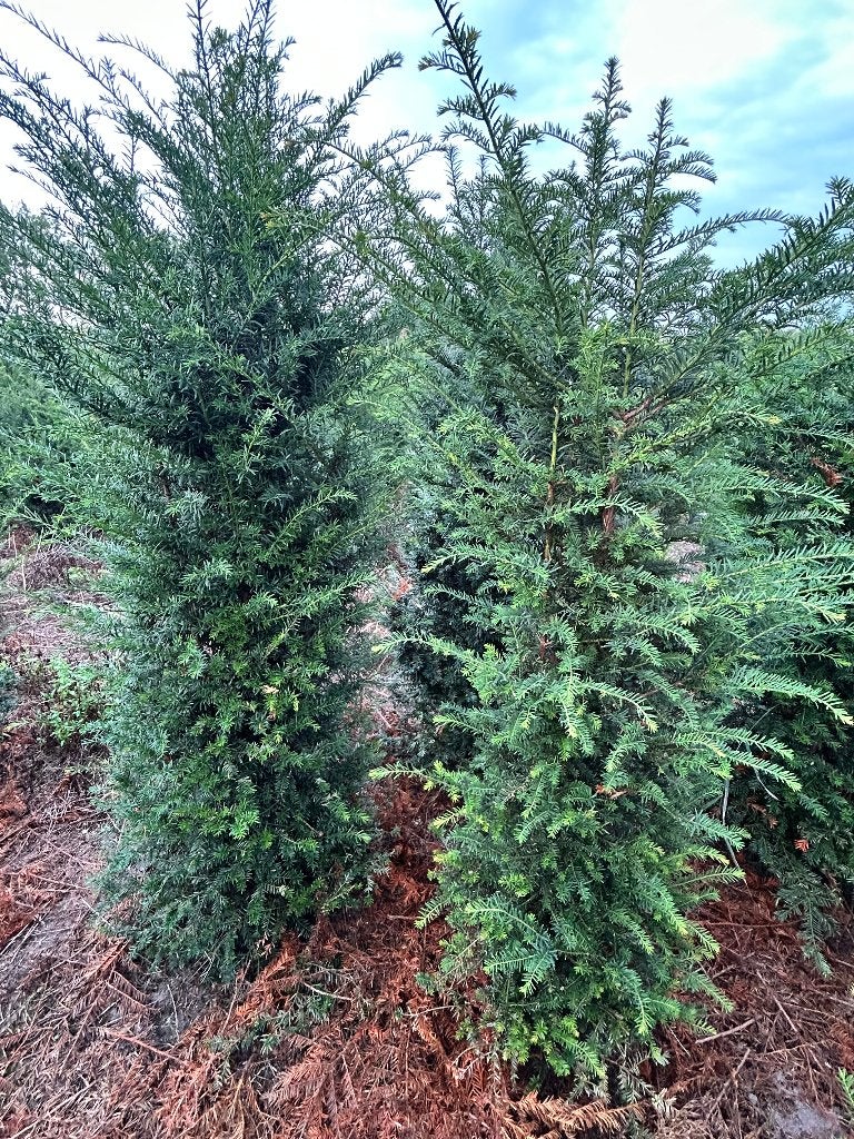 taxus rechtstreeks van de kweker, Ophalen of Verzenden, Taxus, Haag, 100 tot 250 cm