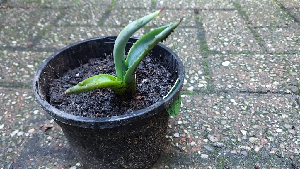 Aloe of [Agave]., Overige soorten, Volle zon, Vaste plant, Ophalen of Verzenden