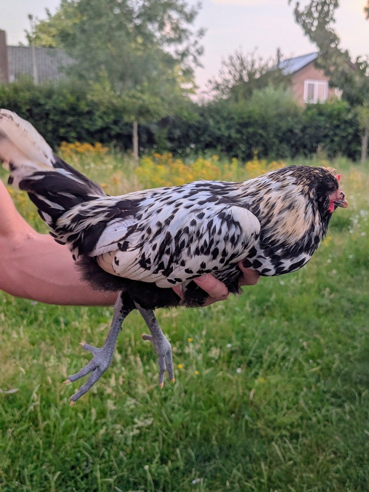 Uilebaard jonge haan, Citroen zwartgeloverd, Dieren en Toebehoren, Mannelijk, Kip