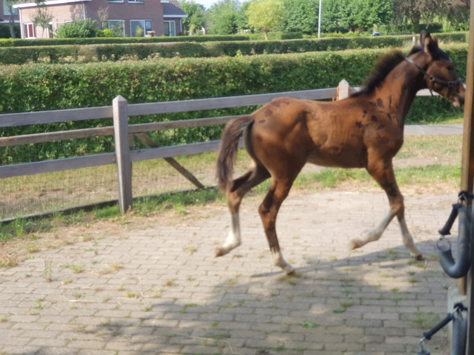 Te koop lux hengstveulen, Dieren en Toebehoren, Paarden, Hengst, Niet van toepassing, Minder dan 160 cm, 0 tot 2 jaar
