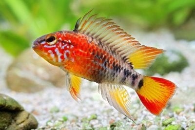 Apistogramma Viejita Super Red per paar - Koidream Valburg, Vis