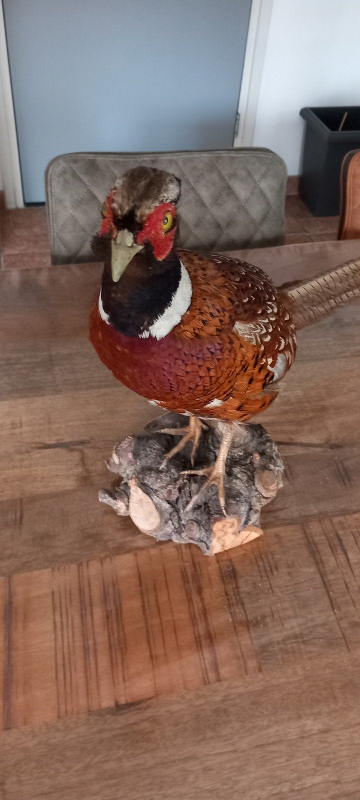 Opgezette Fazant - Prachtige Decoratie, Ophalen, Zo goed als nieuw, Vogel, Opgezet dier