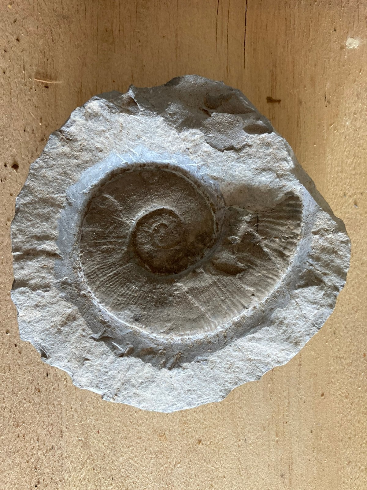 Fossielen ammoniet, Ophalen, Fossiel