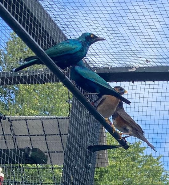Koppel Glansspreeuwen te koop, Meerdere dieren