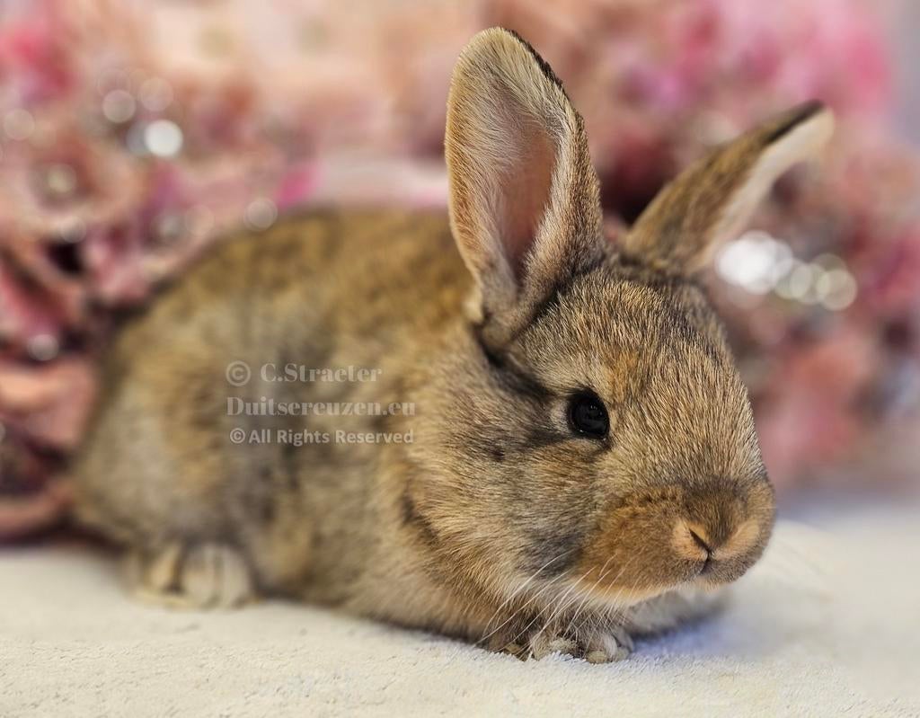 Duitse reuzen XXL echt GROOT!, Meerdere dieren, Groot, 0 tot 2 jaar