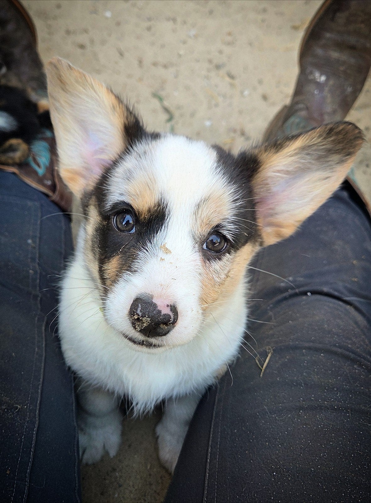 Zeldzaam knappe en hele lieve, Welsh Corgi Cardigan Pups️, Dieren en Toebehoren, Honden | Herdershonden en Veedrijvers, Overige rassen