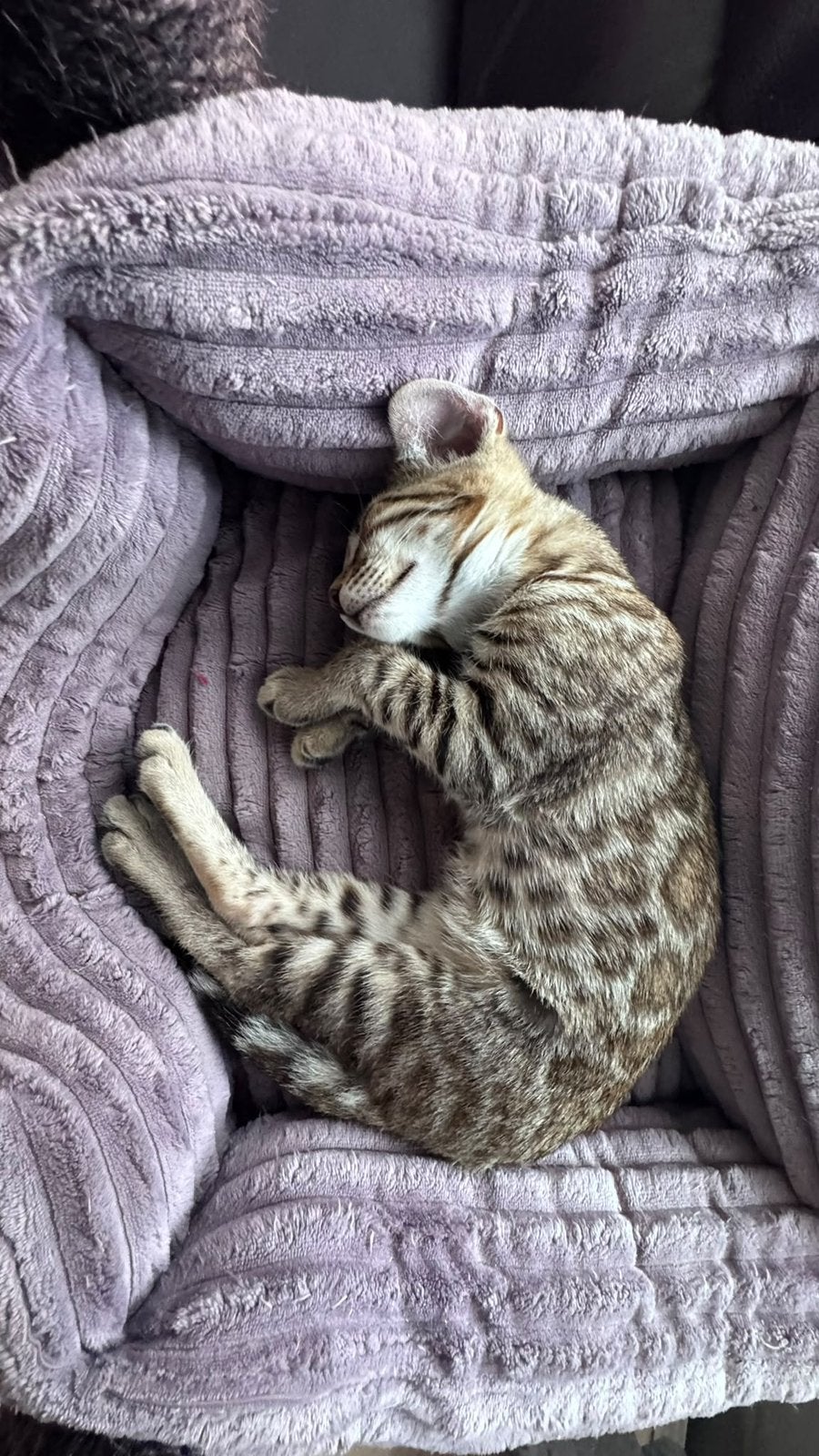 Bengaal bengaalse kittens, Meerdere dieren, 0 tot 2 jaar