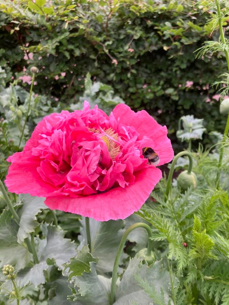 Bloemenzaden Papaver, Tuin en Terras, Bloembollen en Zaden, Ophalen of Verzenden