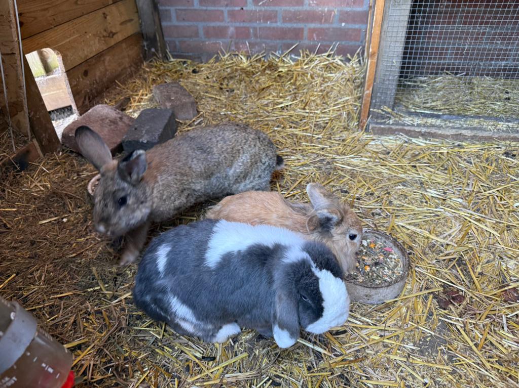 Twee vrouwtjes konijnen ., Dieren en Toebehoren, Konijnen, Middelgroot, Vrouwelijk