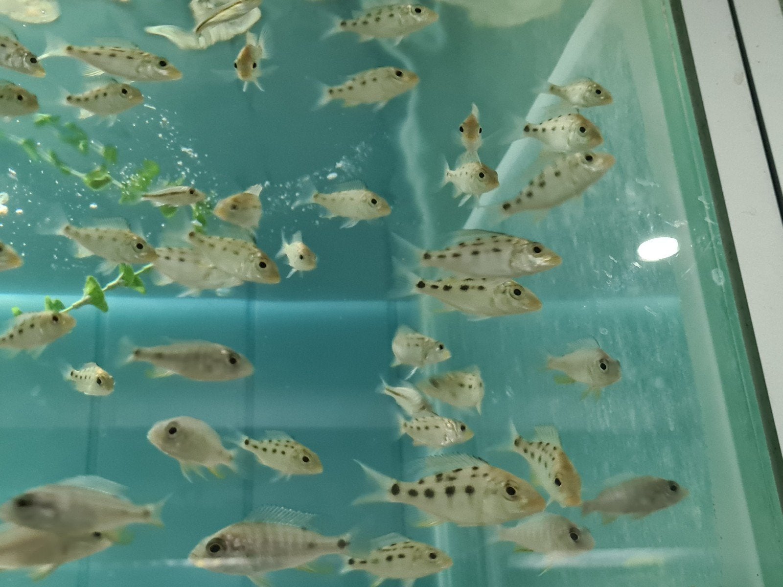 Fossochromis Rostratus Malawi Cichliden, Vis, Zoetwatervis